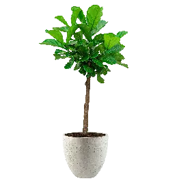 Populair bij klanten | Ficus Lyrata op stam in Grigio Egg Concrete wit