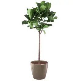 Op voorraad | Ficus Lyrata op stam in watergevende Classico taupe