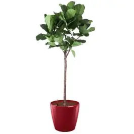 Ficus Lyrata op stam in watergevende Classico rood - Veel gevraagd