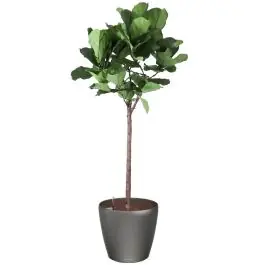 Ficus Lyrata op stam in watergevende Classico antraciet - Meest verkocht