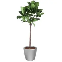Ficus Lyrata op stam in watergevende Classico zilver - Topprijs
