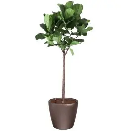 Ficus Lyrata op stam in watergevende Classico bruin - Bestelbaar