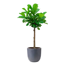 Scherp geprijsd | Ficus Lyrata op stam in Urban Smooth Egg Planter donkergrijs