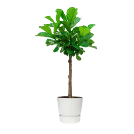 Ficus Lyrata op stam in Greenville wit - Veilige betaling