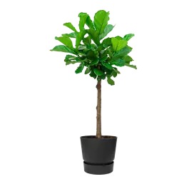 Ficus Lyrata op stam in Greenville zwart - Korting