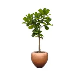 Ficus Lyrata op stam in Metallic Couple copper - Direct bestellen