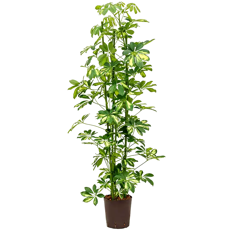 Tijdelijke actie - Schefflera Gold Capella