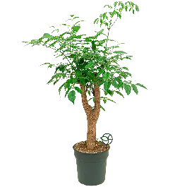 Heteropanax chinensis - Veel gevraagd