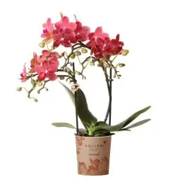 Populair - Phalaenopsis Mineral Congo