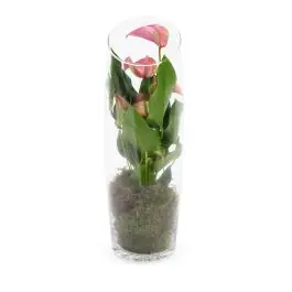 Hoog gewaardeerd - Anthurium roze in vaas small