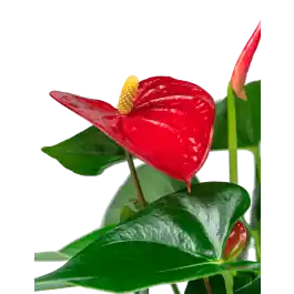 Anthurium rood in vaas small - Flitsaanbieding