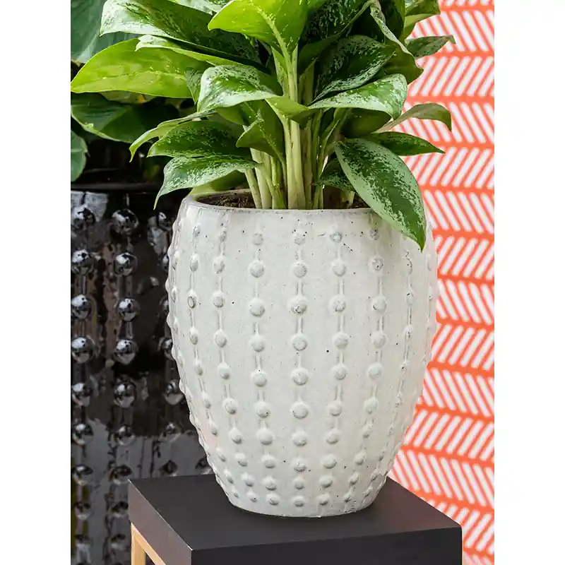 Laos Emperor Wit - Speciale aanbieding