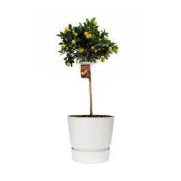 Citrus Sinensis in Elho Greenville wit | Rechtstreeks uit de fabriek