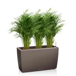 Areca Lutescens in watergevende Cararo bruin - Opruiming