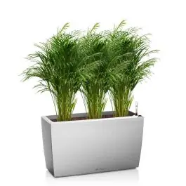 Areca Lutescens in watergevende Cararo zilver | Actie