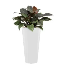 Philodendron Imperial Red hydrocultuur in Runner rond wit | Direct beschikbaar