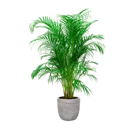 Voordelig - Areca Lutescens in Nature Rib Egg Planter wit