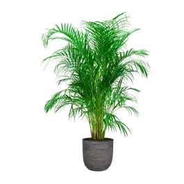 Veilig winkelen | Areca Lutescens in Nature Rib Egg Planter antraciet