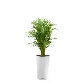 Speciale deal - Areca Lutescens in watergevende Cilindro wit