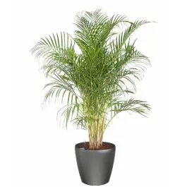 Areca Lutescens in watergevende classico antraciet - Actie