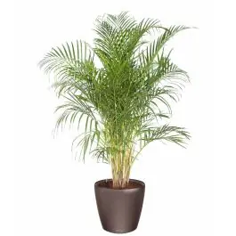 Areca Lutescens in watergevende classico bruin - Direct bestellen