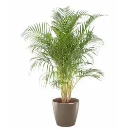 Areca Lutescens in watergevende classico taupe - Laatste stuks