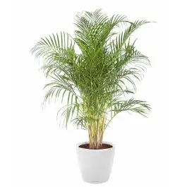 Korting - Areca Lutescens in watergevende classico wit