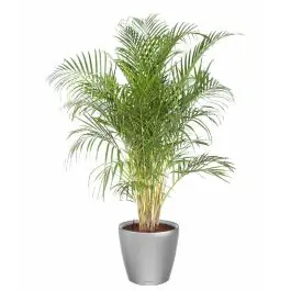Areca Lutescens in watergevende classico zilver | Topdeal