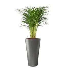 Areca Lutescens in watergevende Delta antraciet - Professionele kwaliteit