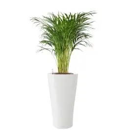 Actieprijs - Areca Lutescens in watergevende Delta wit
