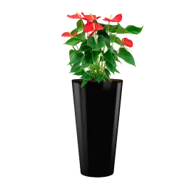 Laatste kans - Anthurium Sierra hydrocultuur in Runner rond zwart