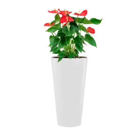 Voordelig | Anthurium Sierra hydrocultuur in Runner rond wit