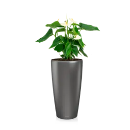 Spoedlevering - Anthurium wit in watergevende Rondo antraciet