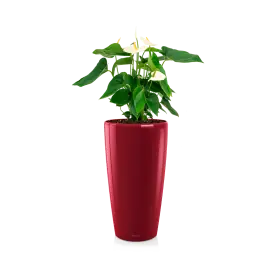 Anthurium wit in watergevende Rondo rood | Makkelijk bestellen