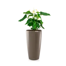 Anthurium wit in watergevende Rondo taupe - Direct leverbaar