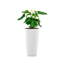Extra korting - Anthurium wit in watergevende Rondo wit