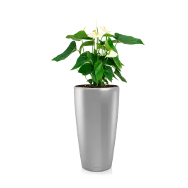 Anthurium wit in watergevende Rondo zilver | Nu kopen