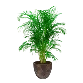 Areca Lutescens in Oyster Jesslyn bruin | Veel voordeel