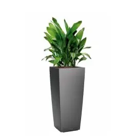 Aspidistra Himalaya in watergevende Cubico Alto antraciet | Prijs verlaagd