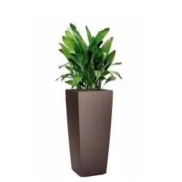 Lage prijs - Aspidistra Himalaya in watergevende Cubico Alto bruin