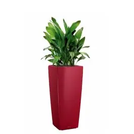 Zolang de voorraad strekt | Aspidistra Himalaya in watergevende Cubico Alto rood
