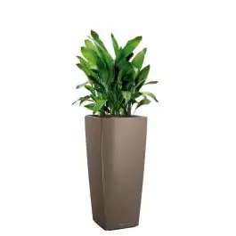 Aspidistra Himalaya in watergevende Cubico Alto taupe | Speciale aanbieding