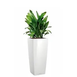 Aspidistra Himalaya in watergevende Cubico Alto wit - Fabrieksprijs
