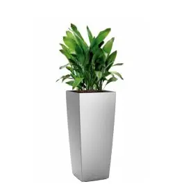 Nog maar een paar beschikbaar | Aspidistra Himalaya in watergevende Cubico Alto zilver