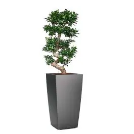 Uitverkoop | Ficus Bonsai in watergevende Cubico antraciet