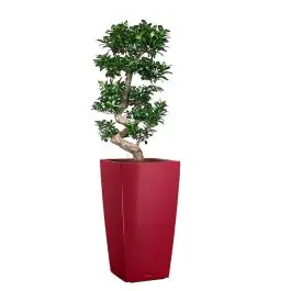 Meest verkocht | Ficus Bonsai in watergevende Cubico rood