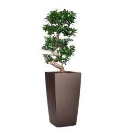 Nu beschikbaar | Ficus Bonsai in watergevende Cubico bruin