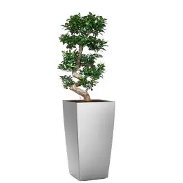 Zojuist toegevoegd - Ficus Bonsai in watergevende Cubico zilver