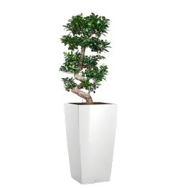 Ficus Bonsai in watergevende Cubico wit - Topdeal