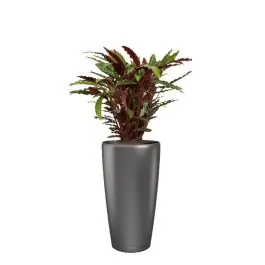 Nog enkele stuks - Calathea Rufibarba in watergevende Rondo antraciet